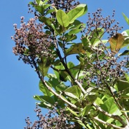 Nuxia verticillata.bois maigre.stilbaceae.endémique Réunion Maurice..jpeg