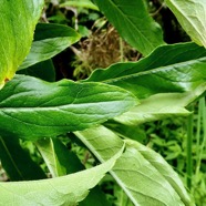 Psiadia sp .asteraceae. (3).jpeg