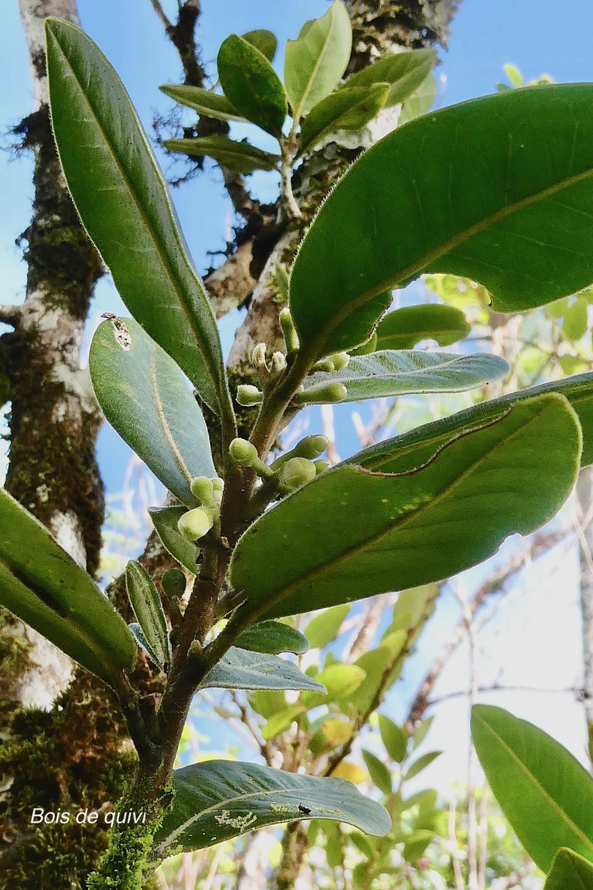 Turraea ovata  Bois  de  quivi .petit quivi .meliaceae.endémique Réunion Maurice. (1).jpeg