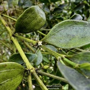 Viscum triflorum . sourichaude.santalaceae. indigène Réunion. (1).jpeg