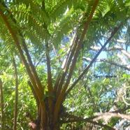 Alsophila glauca Fanjan femelle Cyatheaceae Endémique La Réunion 1590.jpeg