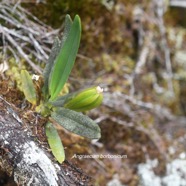 Angraecum borbonicum Orchidaceae Endémique La Réunion 1628.jpeg