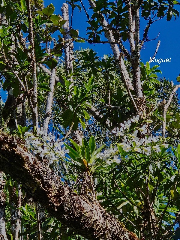Beclardia macrostachya Muguet Orchidaceae Indigène La Réunion 211.jpeg