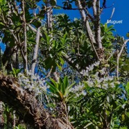 Beclardia macrostachya Muguet Orchidaceae Indigène La Réunion 211.jpeg