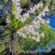 Beclardia macrostachya Muguet Orchidaceae Indigène La Réunion 243.jpeg