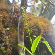 Benthamia africana Orchidaceae Indigène La Réunion 1631.jpeg