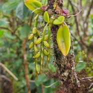 Bulbophyllum sambinarense Orchidaceae Indigène La réunion 48.jpeg