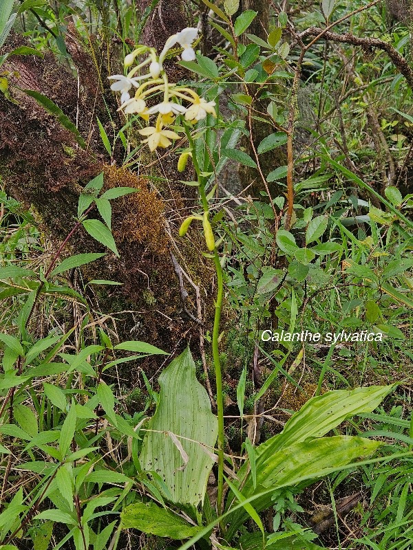 Calanthe sylvatica Orchidaceae  Indigène La Réunion 310.jpeg