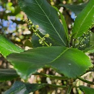 Claoxylon glandulosum Gros bois d'oiseaux E uphorbiaceae Endémique La Réunion 231.jpeg