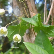 Clematis mauritiana Liane marabit Ranun culaceae Indigène La Réunion 1618.jpeg