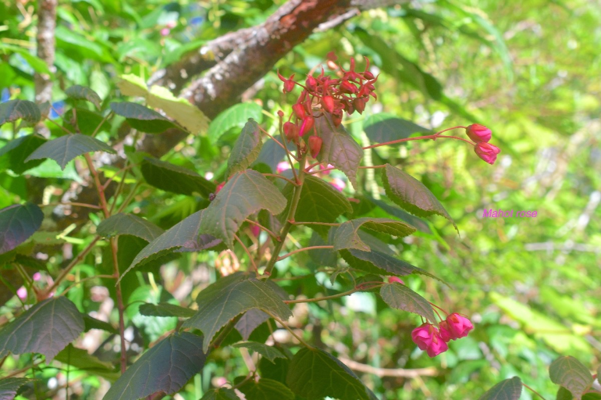 Dombeya elegans Mahot rose Malvace ae Endémique La Réunion 1566.jpeg