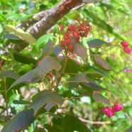 Dombeya elegans Mahot rose Malvace ae Endémique La Réunion 1566.jpeg
