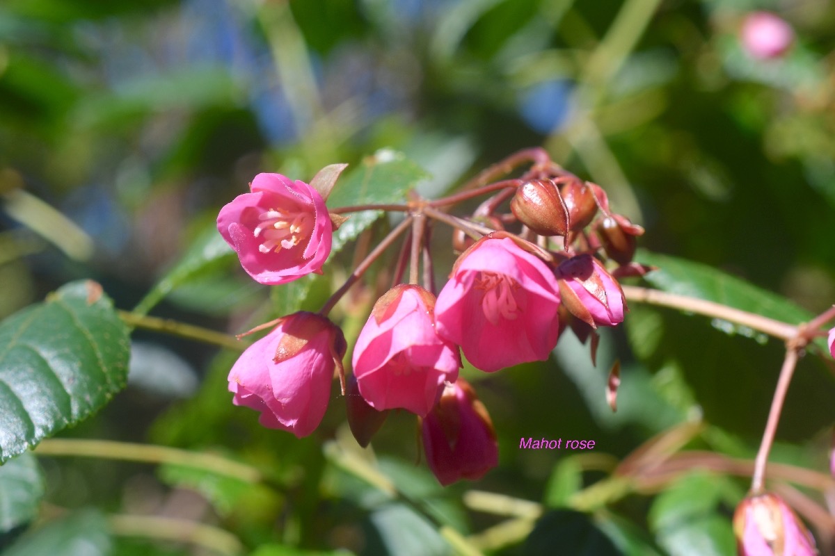 Dombeya elegans Mahot rose Malvace ae Endémique La Réunion 1568.jpeg