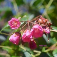Dombeya elegans Mahot rose Malvace ae Endémique La Réunion 1568.jpeg