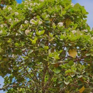 Dombeya ficulnea Petit mahot Malvac eae Endémique La Réunion 748.jpeg
