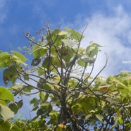 Dombeya reclinata Mahot rouge Malvac eae Endémique La Réunion 1601.jpeg