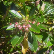 Forgesia racemosa Bois de Laurent Martin Esc alloniaceae Endémique La Réunion 1555.jpeg