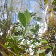 Gaertnera vaginata Losto cafe? Rubia ceae Endémique La Réunion 1633.jpeg