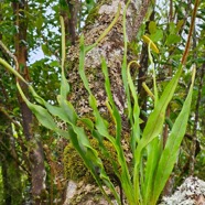Hymenolepis ophioglossoides Polypodi aceae Indigène La Réunion 848.jpeg