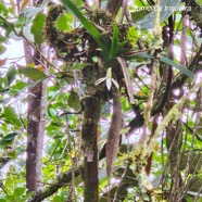 Jumellea triquetra Orchidaceae  Endémique La Réunion 19.jpeg