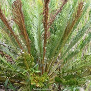 Lamariocycas tabularis Fausse osmonde Bl echnaceae Indigène La Réunion 1626.jpeg