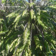 Lomaridium attenuatum Blechnacea e Indigène La Réunion 1579.jpeg