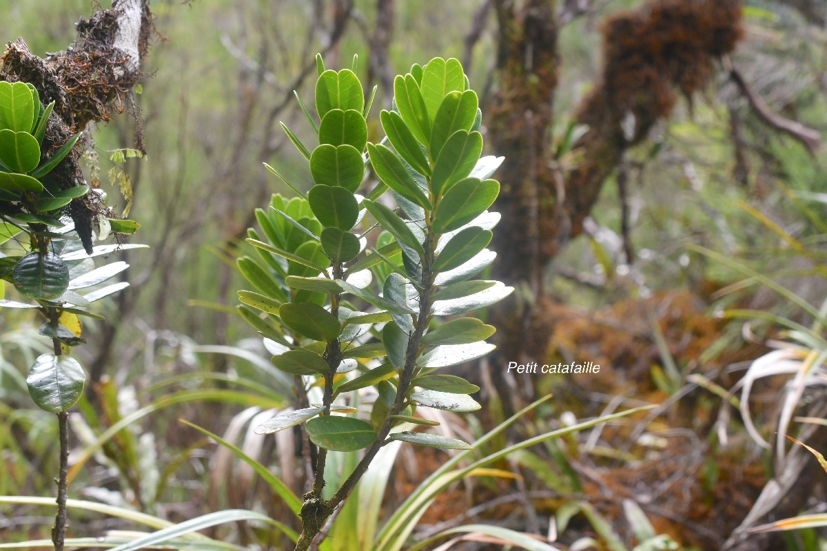 Melicope coodeana Petit catafaille Rutaceae Endémique La Réunion 1629.jpeg
