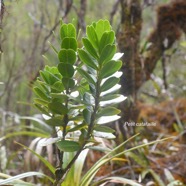 Melicope coodeana Petit catafaille Rutaceae Endémique La Réunion 1629.jpeg