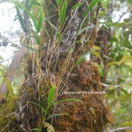 Nastus borbonicus Calumet Poaceae  Endémique La Réunion 1634.jpeg