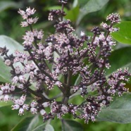 Nuxia verticillata  Bois maigre Stilbaceae  Endémique La Réunion, Maurice 1605.jpeg