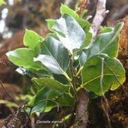 Ocotea obtusata Cannelle marron Lauraceae  Endémique La Réunion, Maurice 1635.jpeg