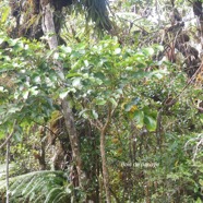 Polyscias repanda Bois de papaye Arali aceae Endémique La Réunion 1603.jpeg