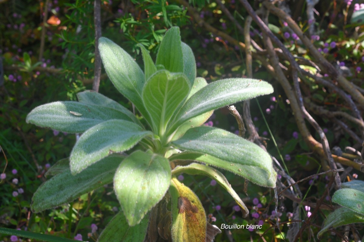 Psiadia anchusifolia Bouillon blanc Aste raceae  Endémique La Réunion 1564.jpeg