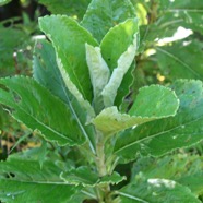 Psiadia boivinii Bouillon blanc Aster aceae Endémique La Réunion 1562.jpeg