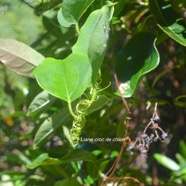 Smilax anceps Liane croc de chien Smilacaceae Indigène La Réunion 1557.jpeg