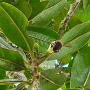 Turraea ovata Petit quivi Meliaceae Endémique La Réunion 524.jpeg