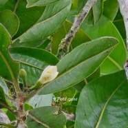 Turrea ovata Petit quivi Meliaceae Endémique La Réunion 532.jpeg