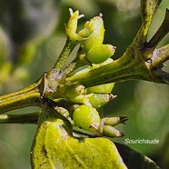 Viscum triflorum Sourichaude Santalaceae Indigène La Réunion 55.jpeg