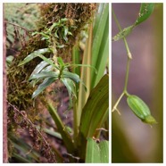 Angraecum_multiflorum(?)ex_obversifolium-EPIDENDROIDEAE-Indigene_Reunion-20240424_182758.jpg