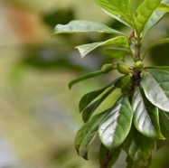 Antirhea_borbonica-Bois_d_osto-RUBIACEAE-Indigene_Reunion-MB3_6221.jpg