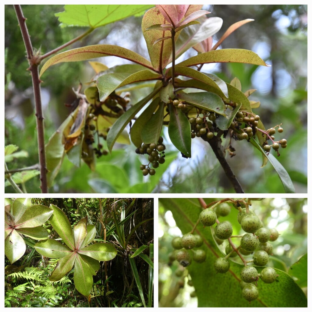 Badula_grammisticta-Bois_de_savon-PRIMULACEAE-Endemique_Reunion-20240424_182042.jpg