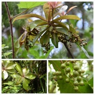 Badula_grammisticta-Bois_de_savon-PRIMULACEAE-Endemique_Reunion-20240424_182042.jpg