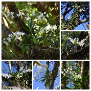 Beclardia_macrostachya-EPIDENDROIDEAE-Indigene_Reunion-20240424_181603.jpg