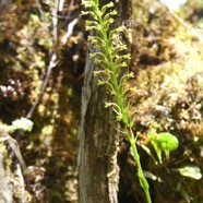 Benthamia_africana-ORCHIDOIDEAE-Indigene_Reunion-P1080391.jpg