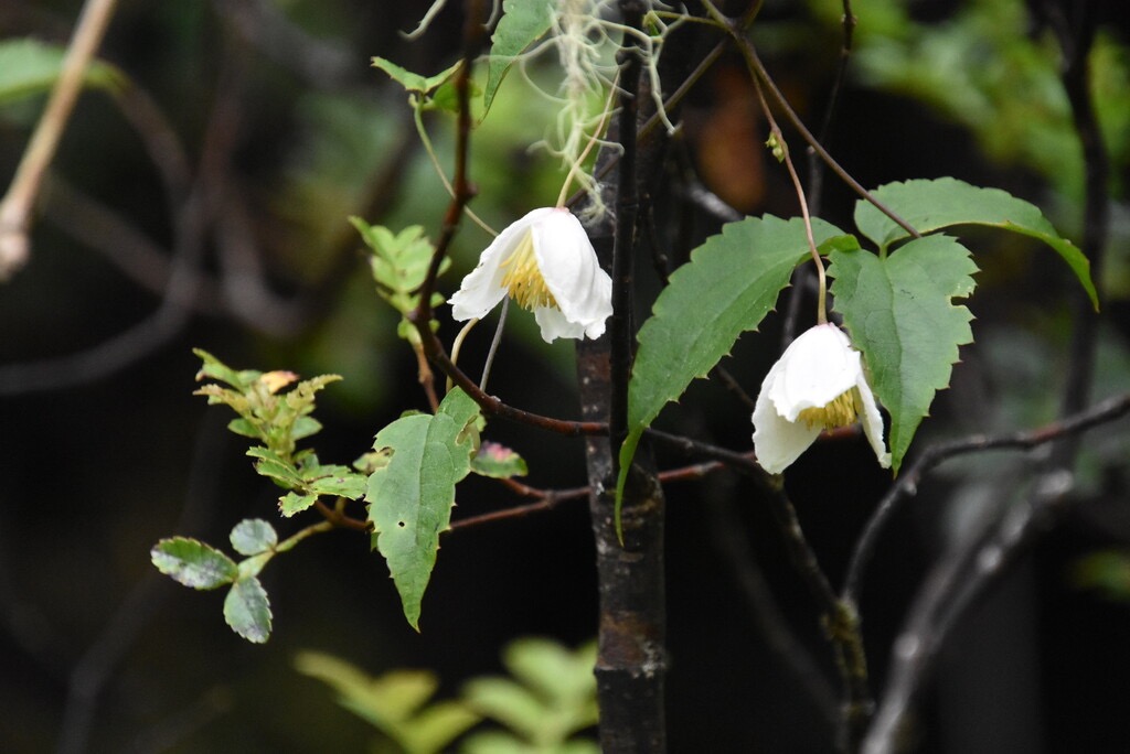 Clematis_mauritiana-Liane_marabit-RANUNCULACEAE-Endémique_Madagascar_et_Mascareignes-MB3_6266.jpg