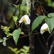 Clematis_mauritiana-Liane_marabit-RANUNCULACEAE-Endémique_Madagascar_et_Mascareignes-MB3_6266.jpg