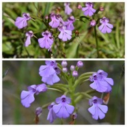 Cynorkis_purpurascens-ORCHIDOIDEAE-Indigene_Reunion-20240424_182511.jpg