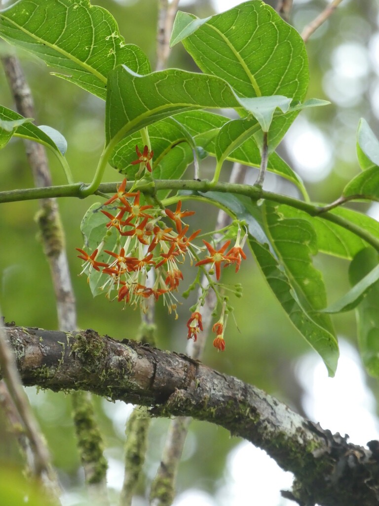 Danais_fragrans-Liane_jaune_lingue_noire-RUBIACEAE-Indigene_Reunion-P1080441.jpg