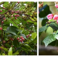 Dombeya_elegans_var_elegans-Mahot_rose-MALVACEAE-Endemique_Reunion-20240424_182128.jpg
