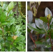 Doratoxylon_apetalum_var_diphyllum-Bois_de_gaulette-SAPINDACEAE-Indigene_Reunion-20240424_181807.jpg